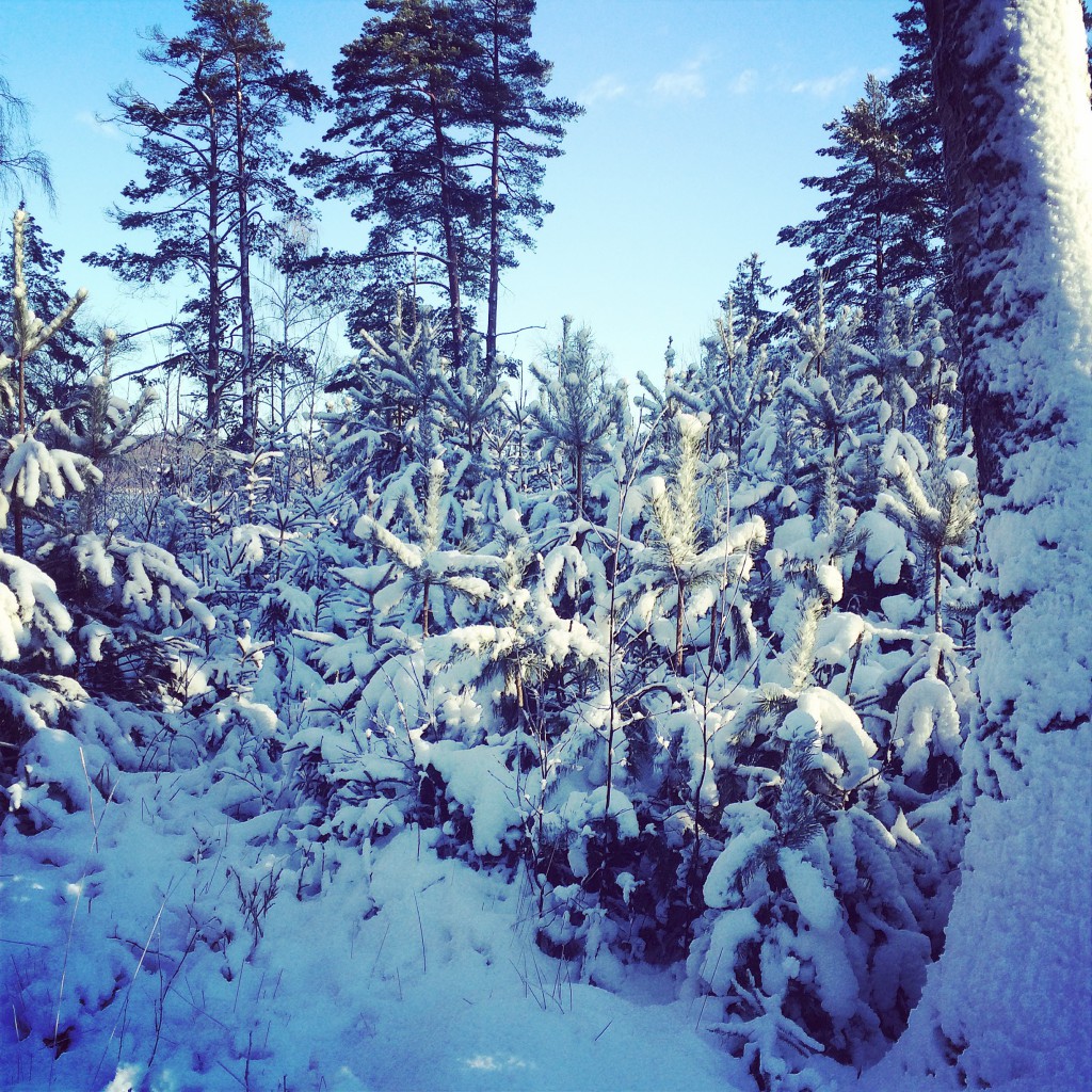 snow-sweden-winter
